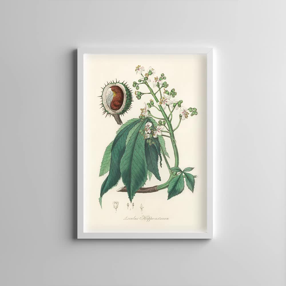 Mughetto Poster Botanico Di Piante Di Fiori In Bianco E Nero Linea Nordica  Stampe D'arte Per La La Camera Dei Bambini O La A4 Senza Cornice