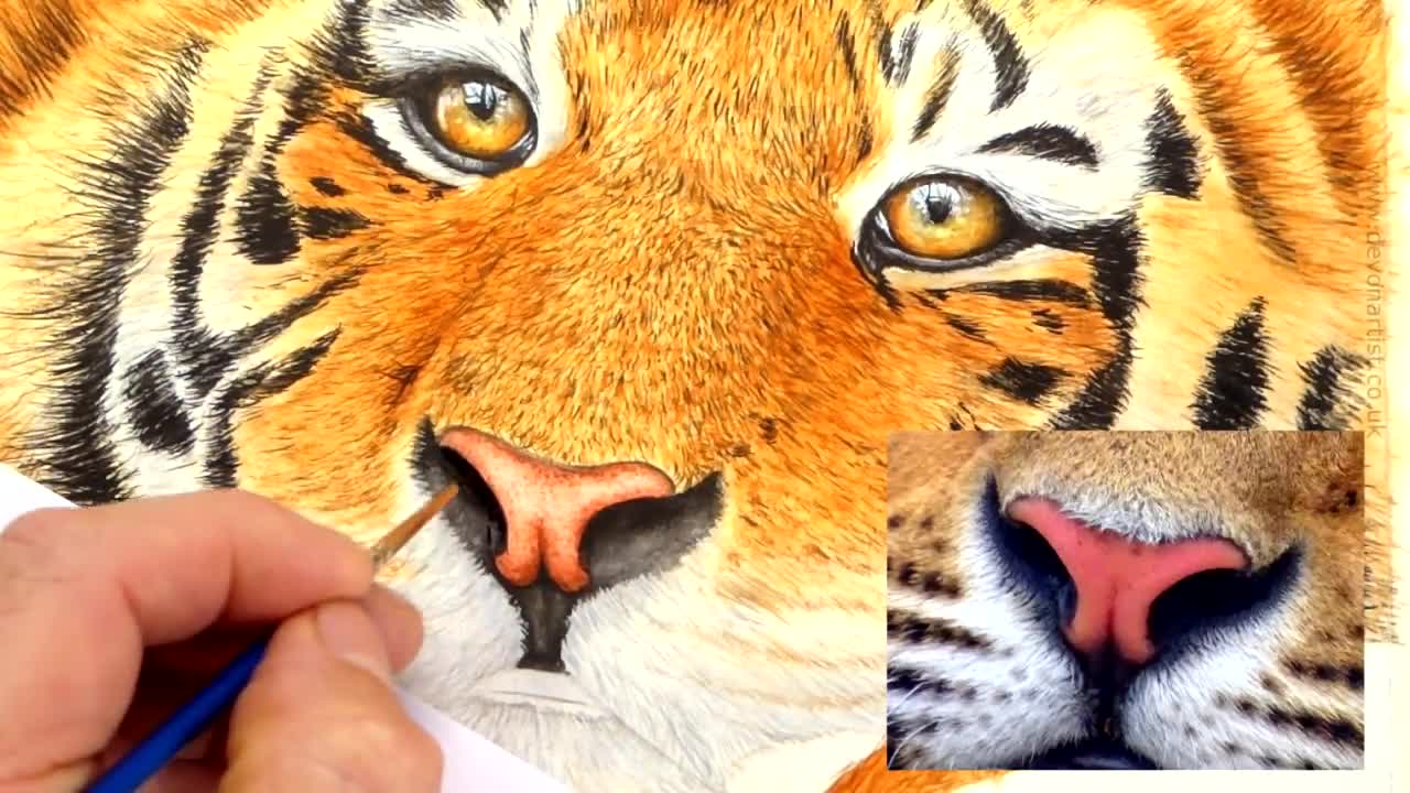 Cartoon Tiger Walking Four Different Drawing Stock Footage Video (100%  Royalty-free) 18254950 | Shutterstock