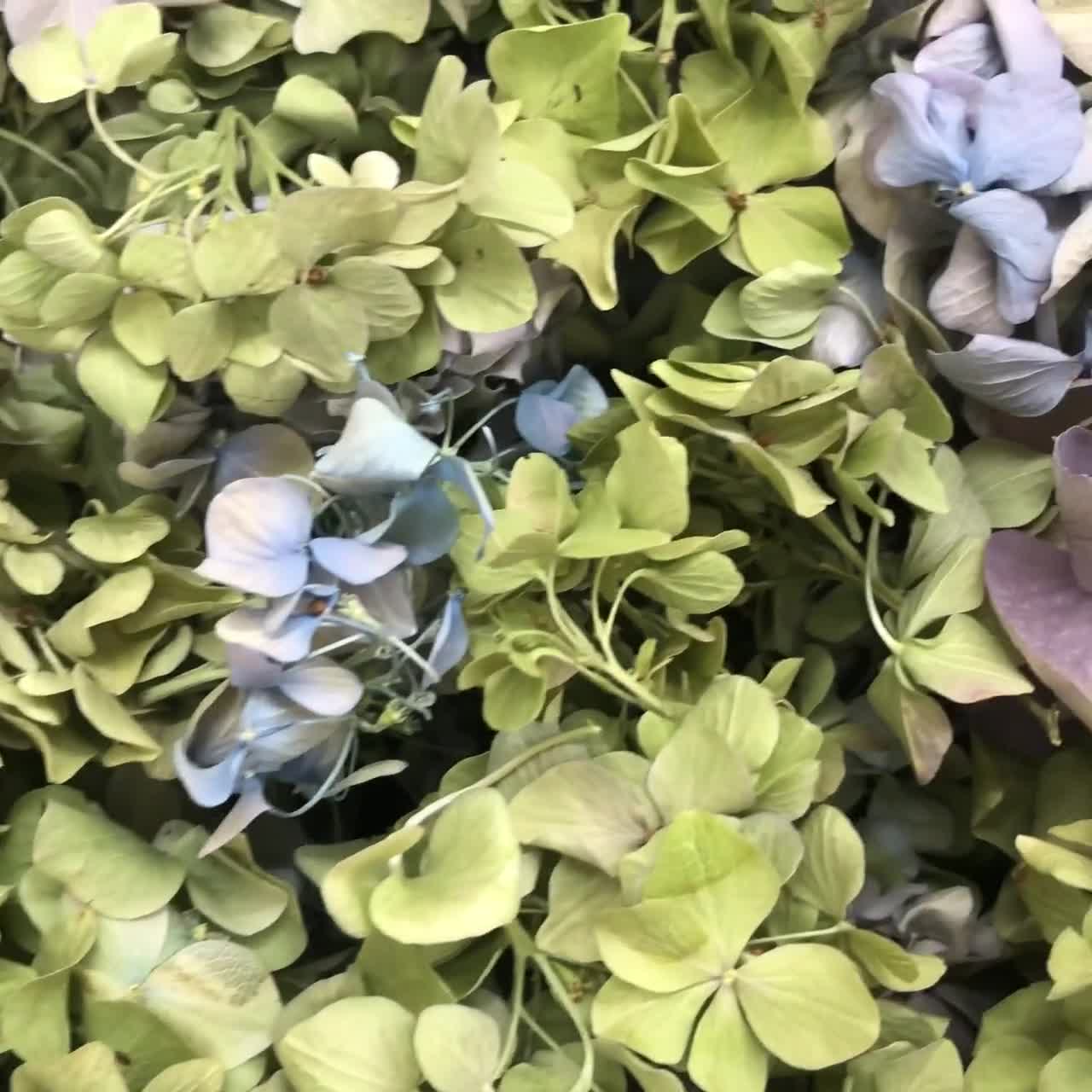 Assorted Hydrangea Petals: Biodegradable Confetti. 30 Cups Freeze-Dried Eco-Friendly Wedding Confetti. USA Grown. video poster