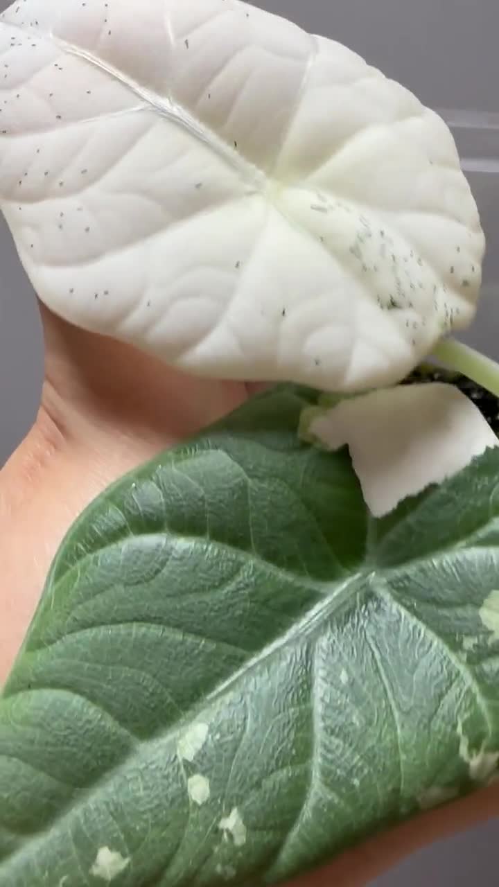 アロカシア マハラニ 斑入り - Etsy 日本