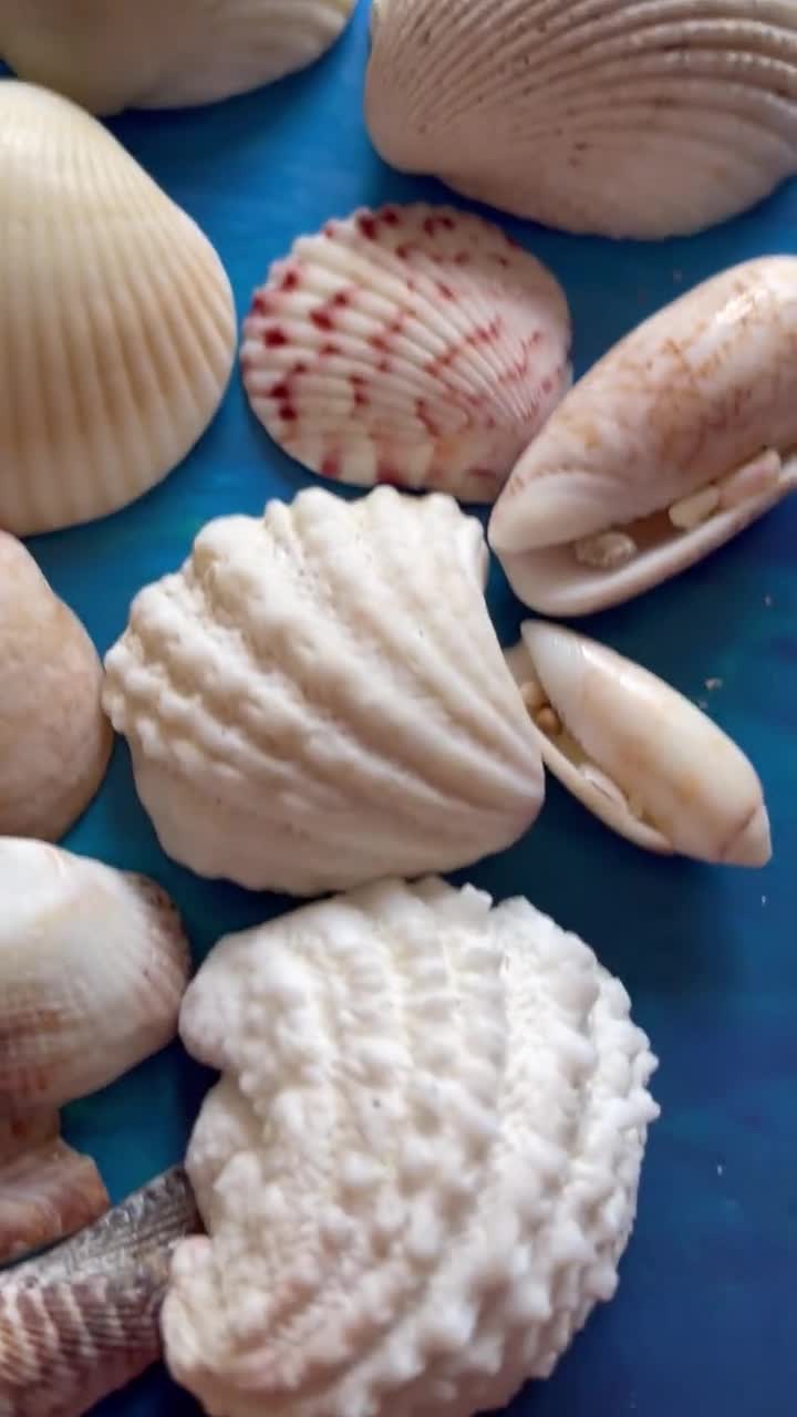 Beach Seashells Natural Shells. Ocean Seashells. Craft Aquarium