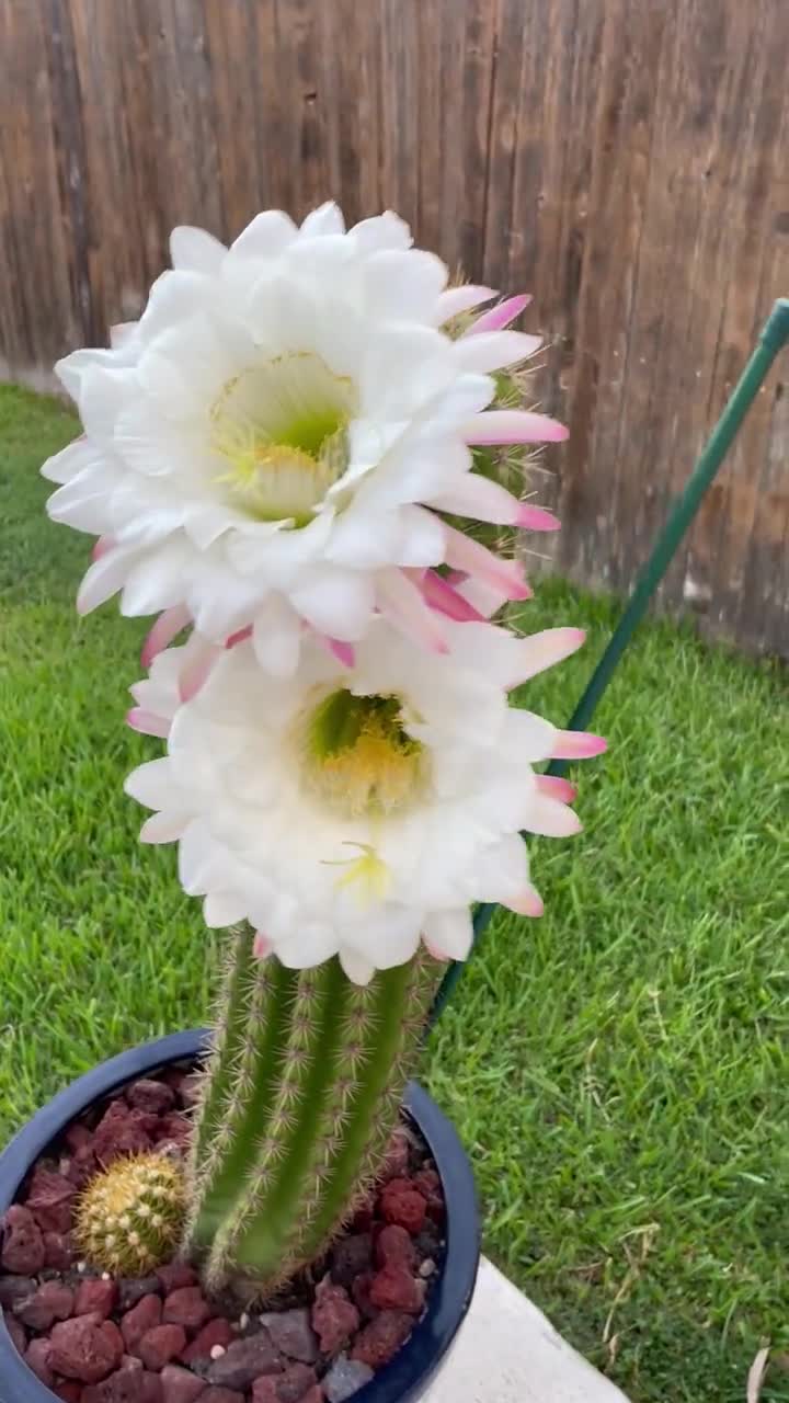 Torch Trichocereus Grandiflora Cactus Sun Goddess, 47 OFF