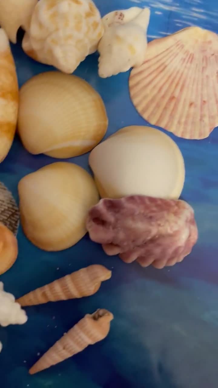 Rare Ocean Shells. Magnificent Beach Shells. Décor for Home, Boat