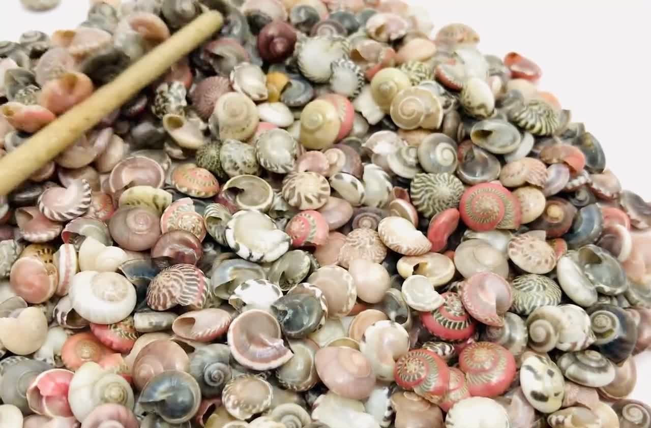 50 Small Sun Star Fish Shells Pack for Craft and Beach Decor 1cm to 2 cm