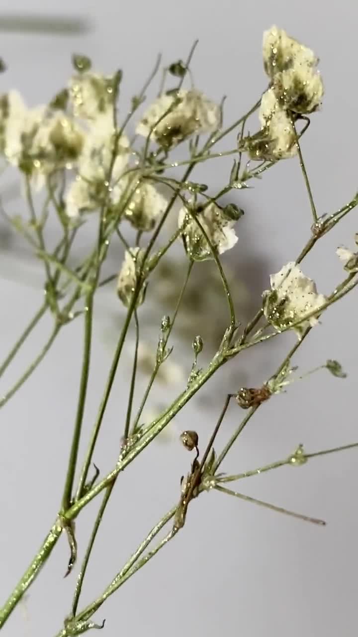 Air Dried Baby Breath-natural Dried Baby Breath-flowers for Resin