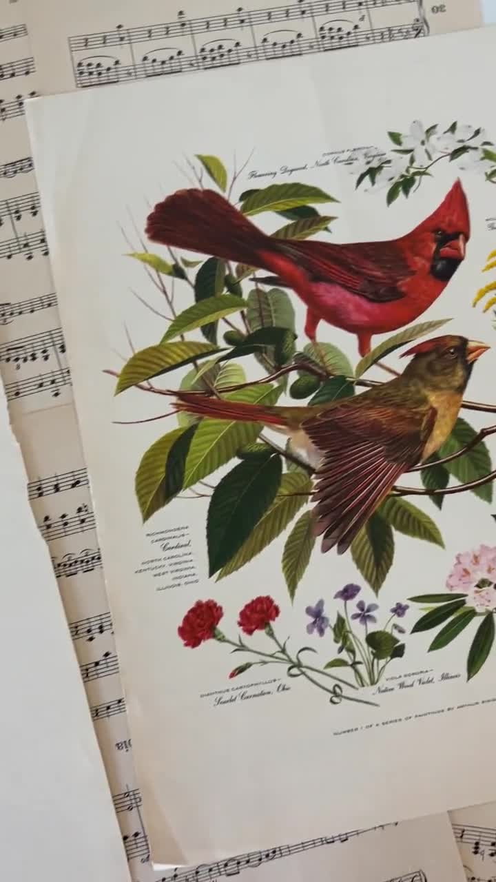 Vtg. Arthur Singer Bird Print, Natural History Wall Art