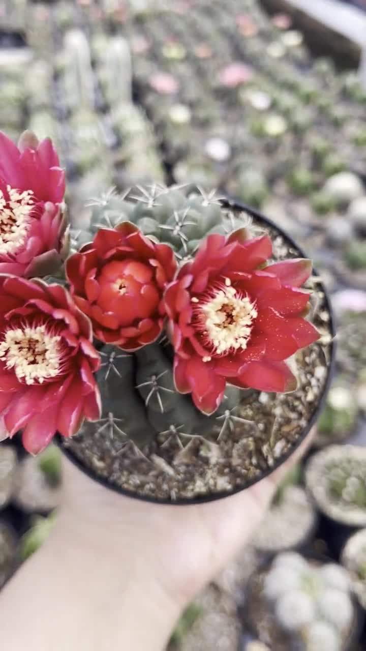 Gymnocalycium Baldianum ' Dwarf Chin Cactus ' Rare Succulent Live