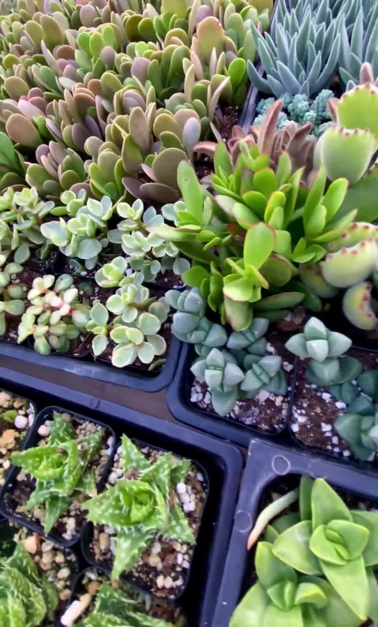 24-pack Succulent Plant Collection Variety of Shapes