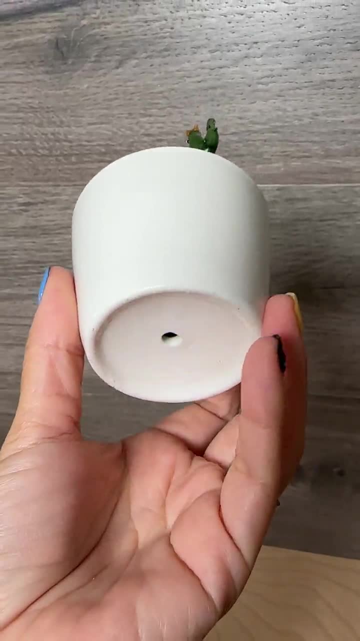 米国の販売者 - 手作りガラス鉢植え植物、多肉植物、人工サボテン