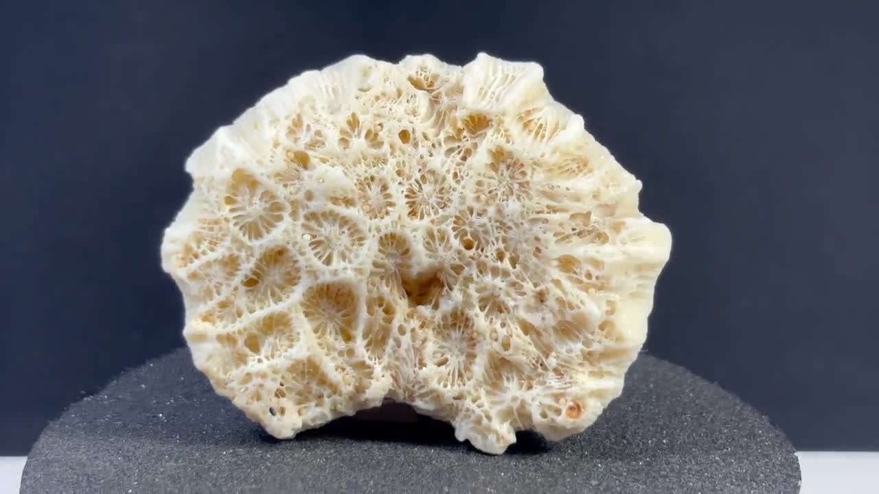 天然サンゴ　コーラル　鶏の彫刻　穴あき　インドネシア 天然サンゴコーラル鶏の彫刻穴あきインドネシア