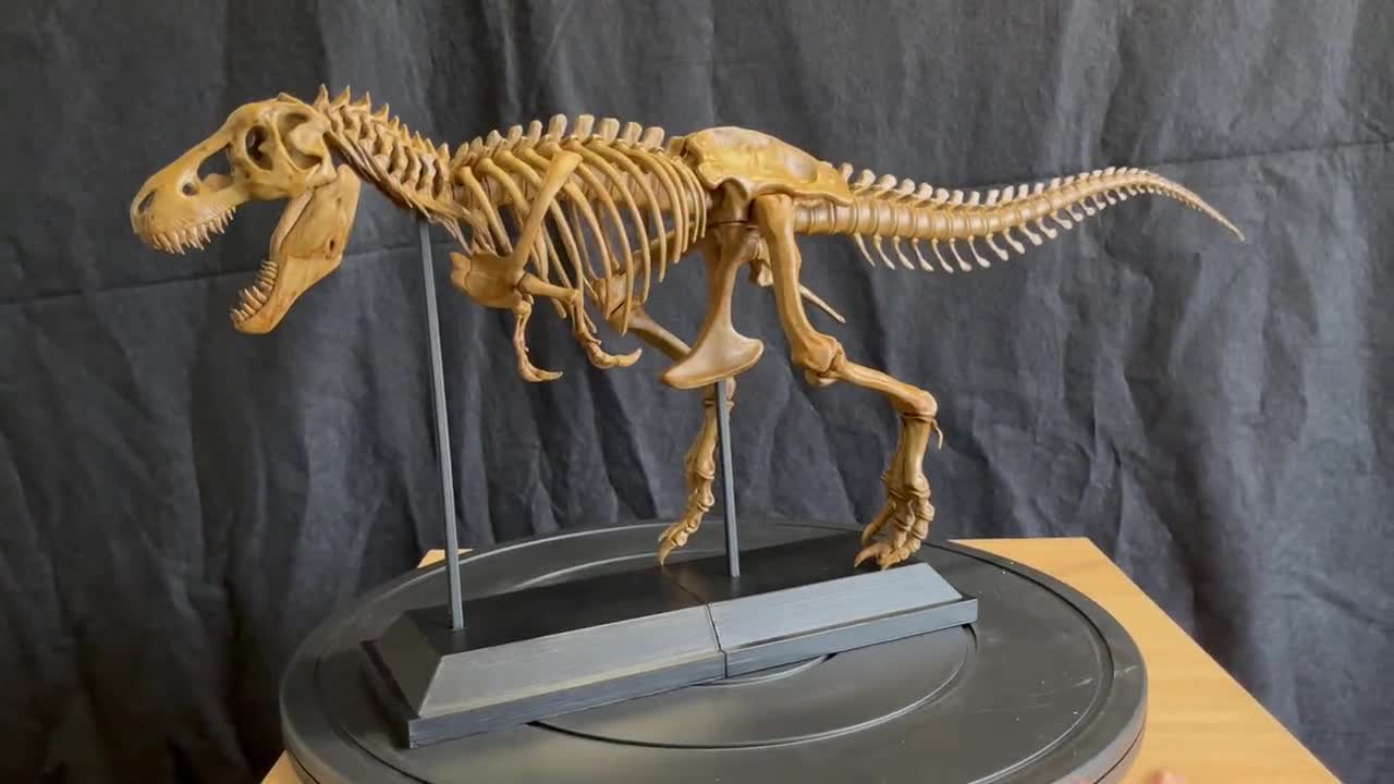 Tyrannosaurus Skeleton 60 or 90cm long - 3D print replica Hand Painted - 2  colors available