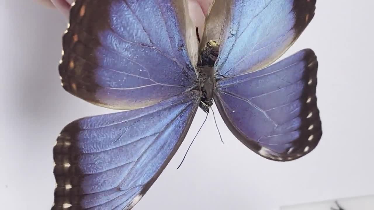 A Morpho Helenor Montezuma, A1/A1- .the Blue Morpho. Sent Papered