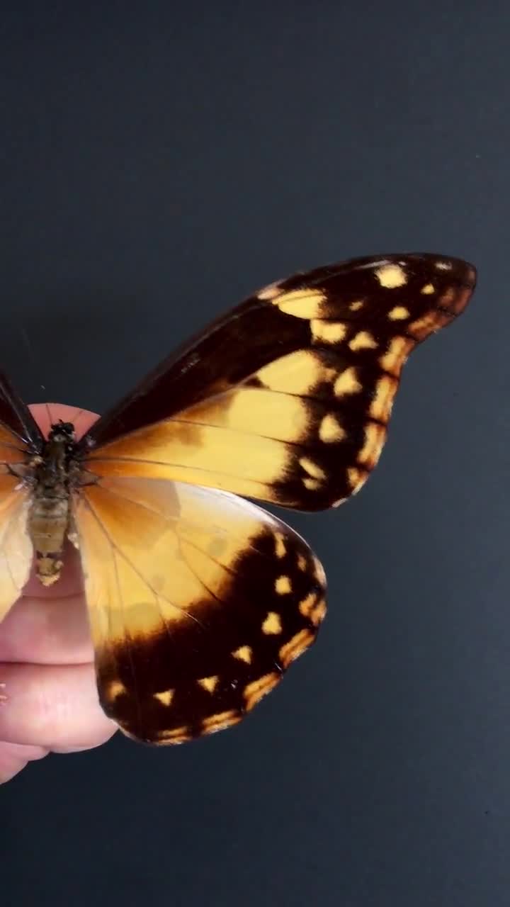 Genuine and Rare Morpho Helena Female Butterfly From Peru