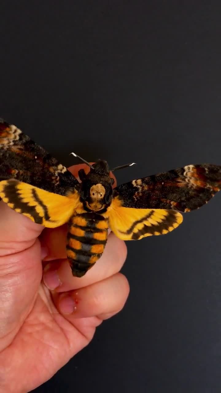 Una auténtica polilla calavera (Acherontia atropos) de la película "El silencio de los corderos" enmarcada en negro sobre un fondo negro. video poster