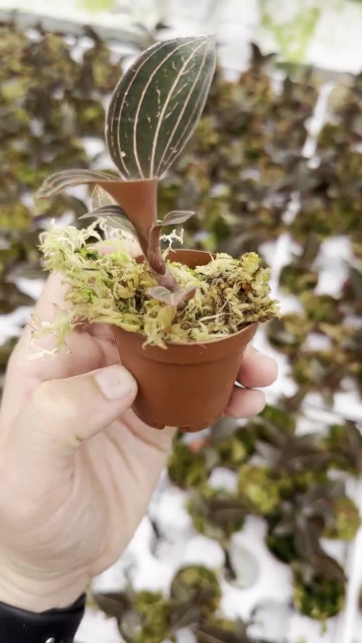 Jewel Orchid Ludisia Discolor Starter Plant | Orchid Plant | Jewel