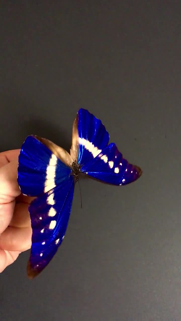 Peru Morpho helena 134mm Deluxe framed Morpho helena and