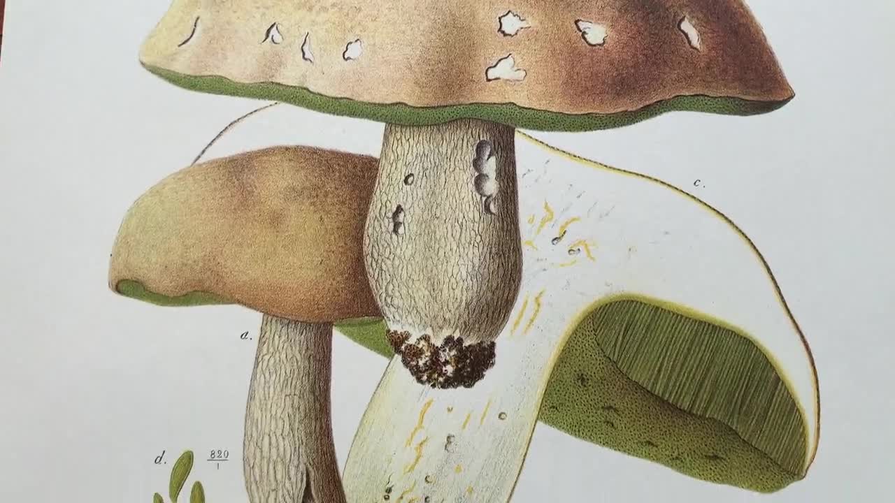1905 Original Vintage Lithograph With Mushrooms | Summer Cep