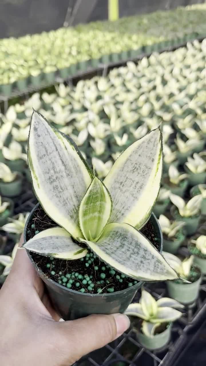Sansevieria Golden Hahnii: Compact Snake Plant, Yellow Variegation (4-Inch  Pot)