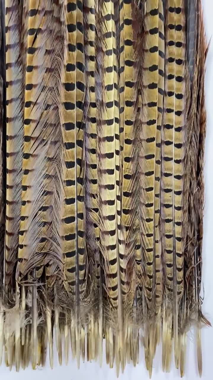 10 Pieces - 6-8 Natural Reeves Venery Pheasant Tail Feathers