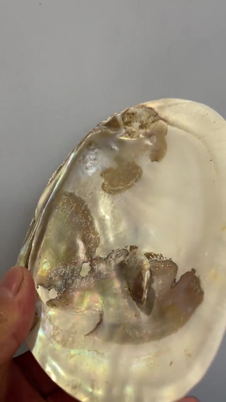 Mother of Pearl Shell With Freshwater Pearls (5 Inch/13cm+), E084