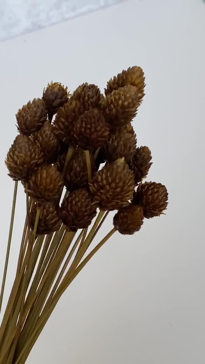 Dried Pineapple Button Flowers-dried Decorative Grass-flowers for
