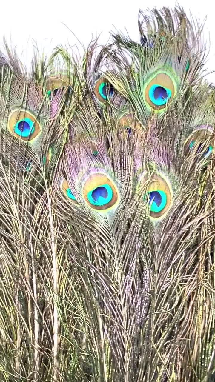 Natural Peacock Feathers. Long Dark Green Peacock Bird Feathers