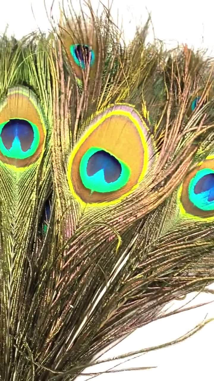 100 Pcs Natural Peacock Feathers 10-12 in Height Beautiful for Crafts,  Halloween, Costumes, Hats, DIY Design & More 