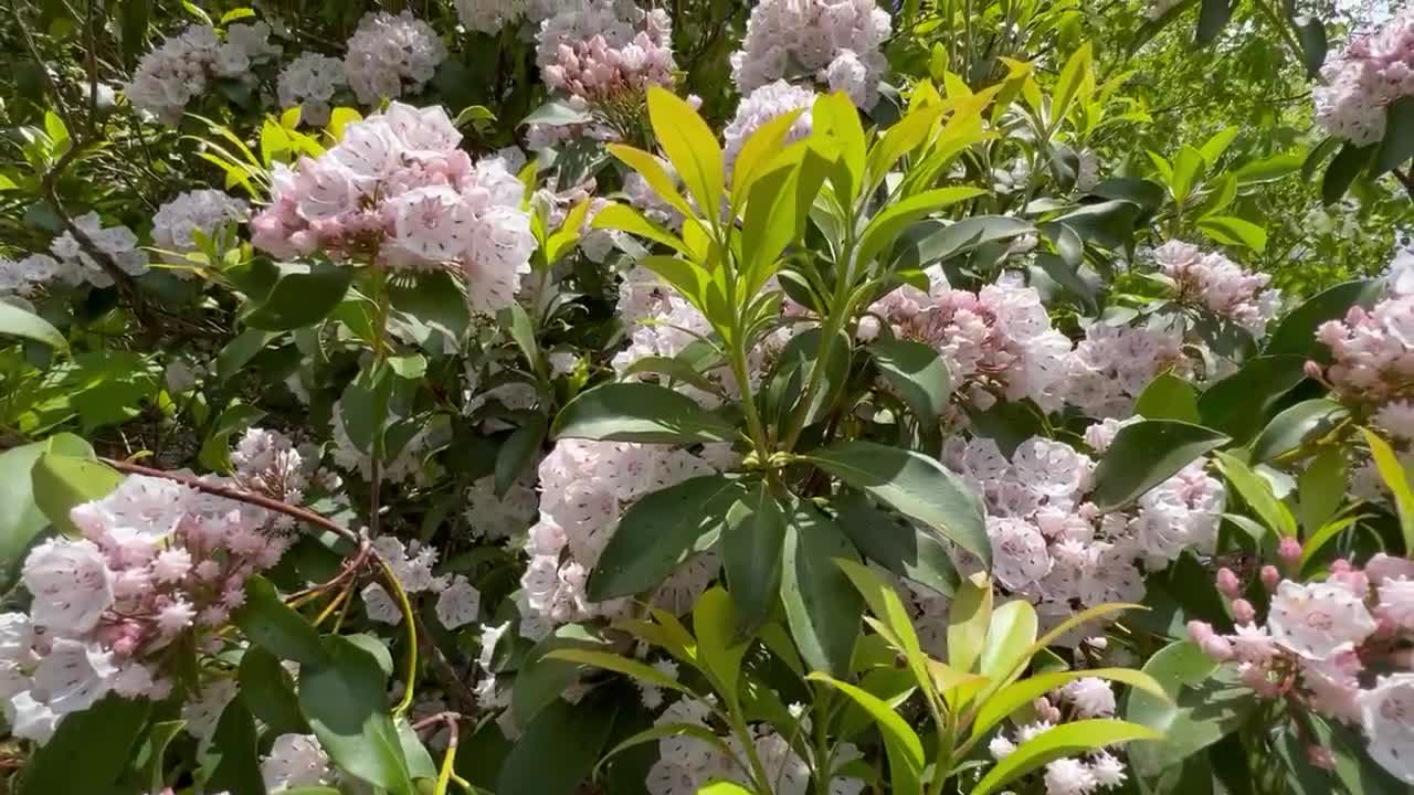 Mountain Laurel Swedish Dish Cloth