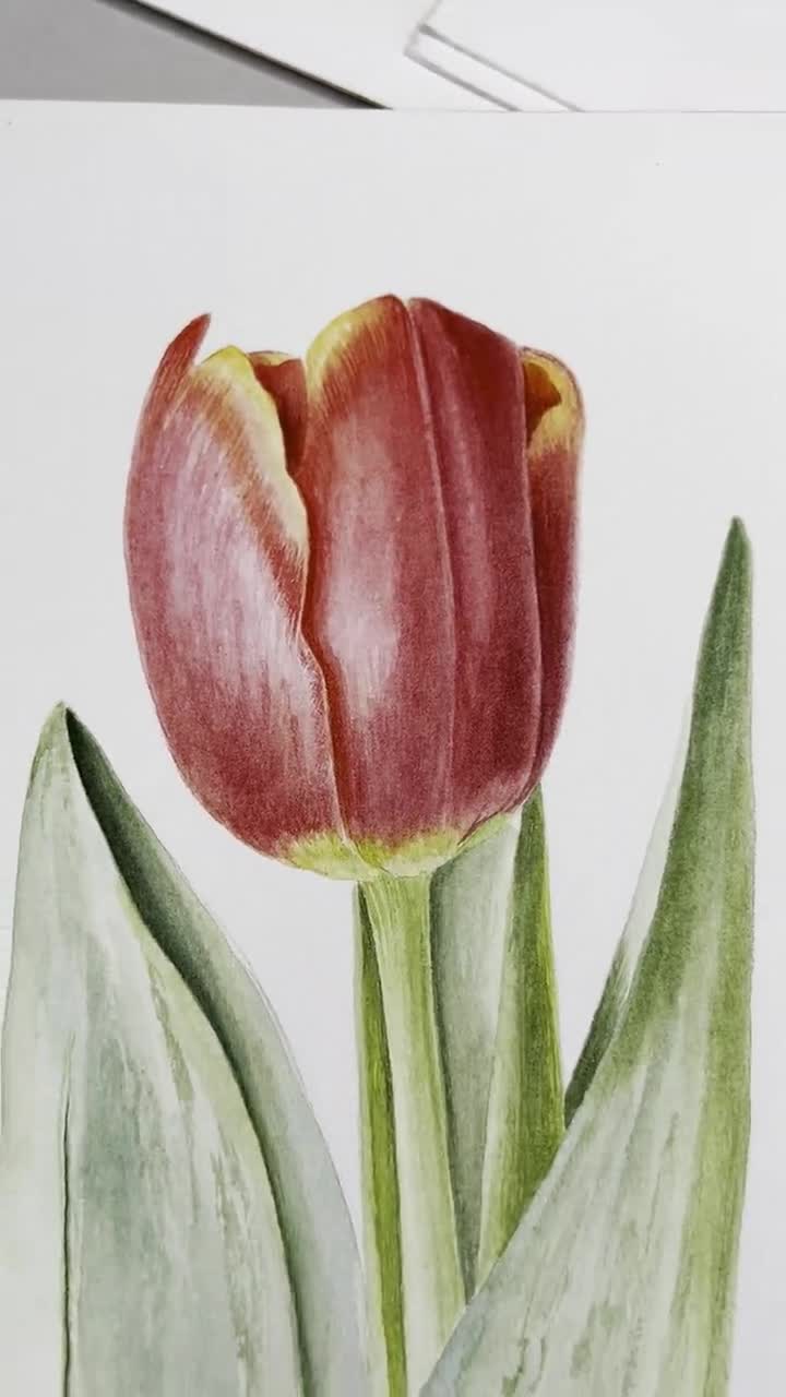 How To Draw Realistic Tulip Flower Step By Step | Easy Drawing - YouTube