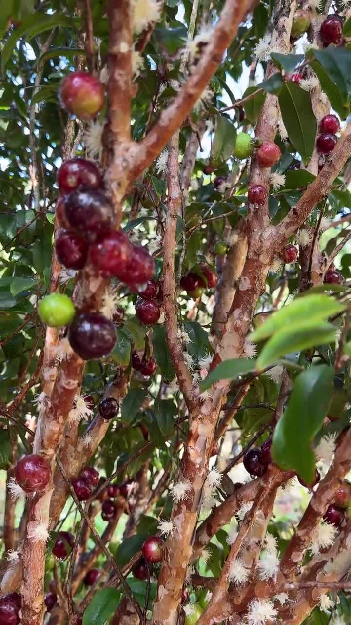 Jaboticaba Plinia Phitrantha Otto Andersen Branca Vinho Jabuticaba