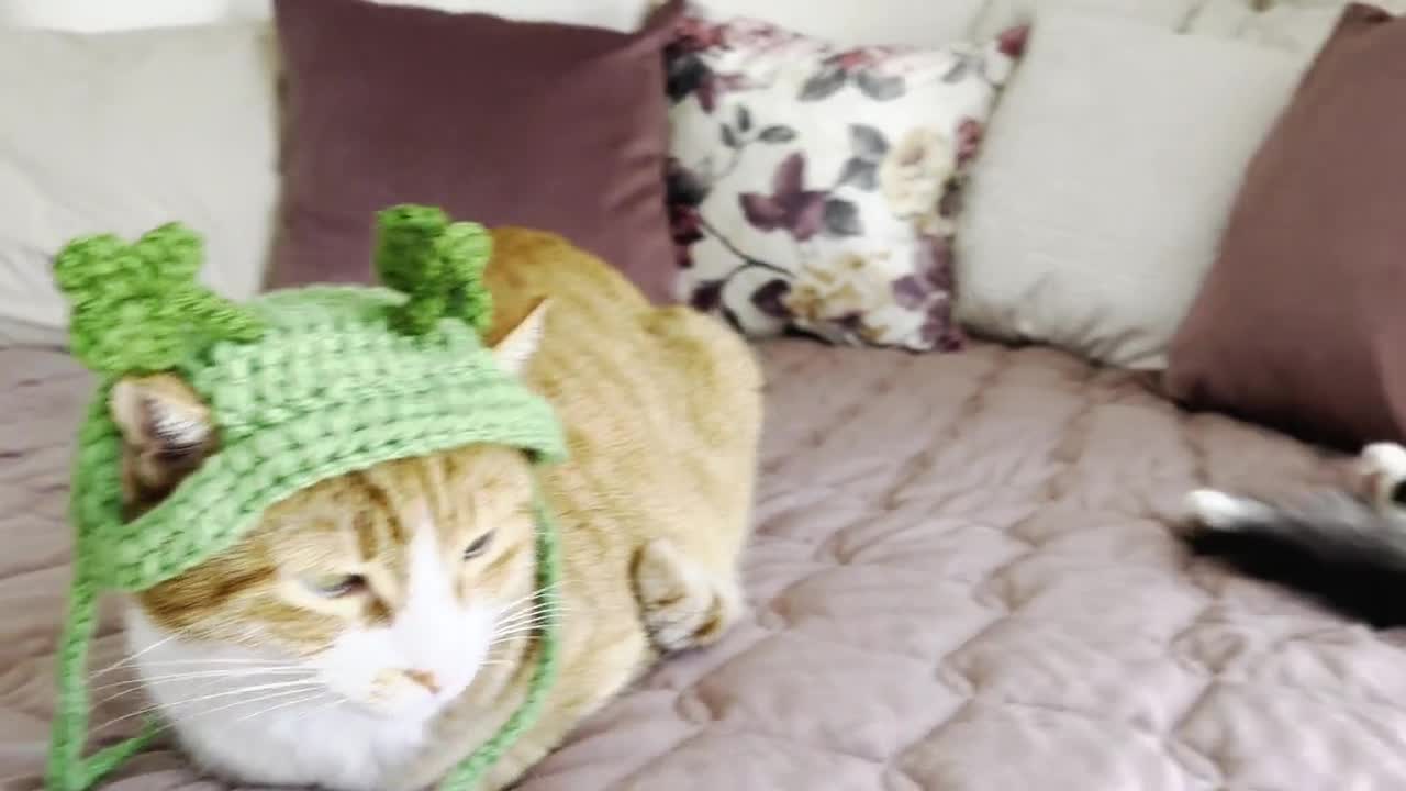 Shamrock Headband for Cats, St. Patrick's Day Cat Accessories, Cat