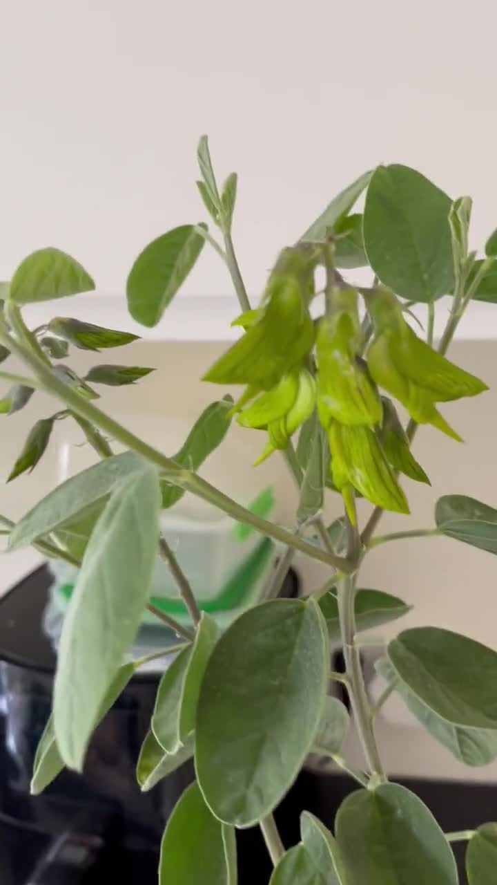ertrag olivenbaum Olivenbaum Dünger von Flora Boost