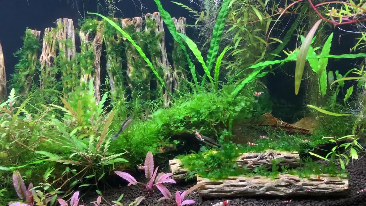 Nano Marimo Moss Balls 10mm