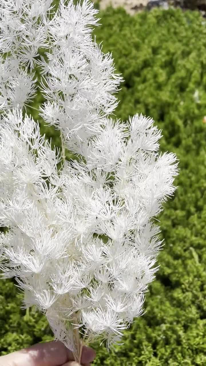 Natural White Preserved and Dried Rodanthe Daisies / Dried Daisies