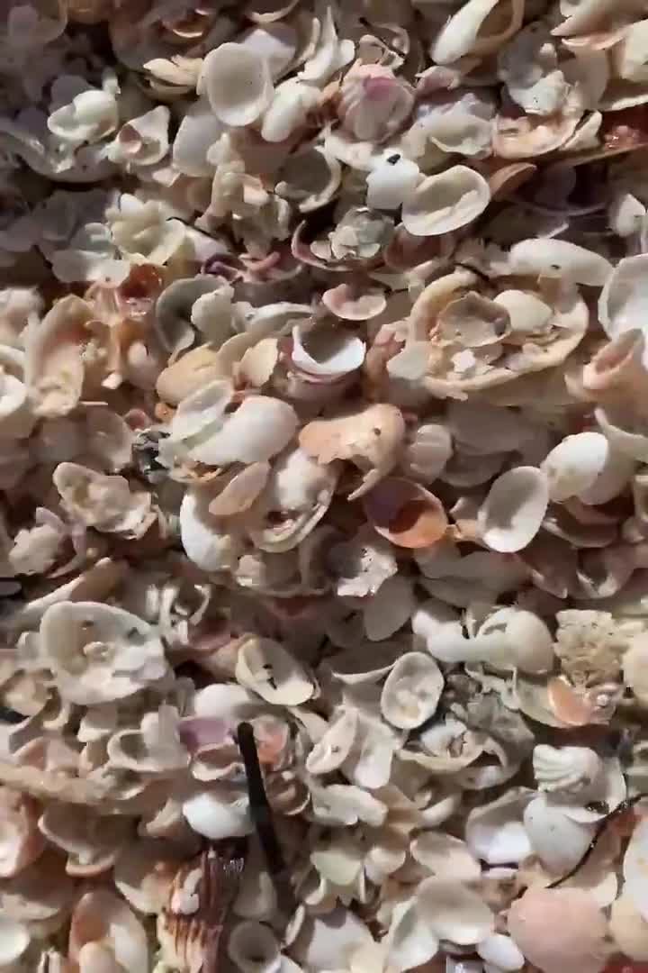 Natural Sea Shells, Natural Seashells, Natural Shells, Craft