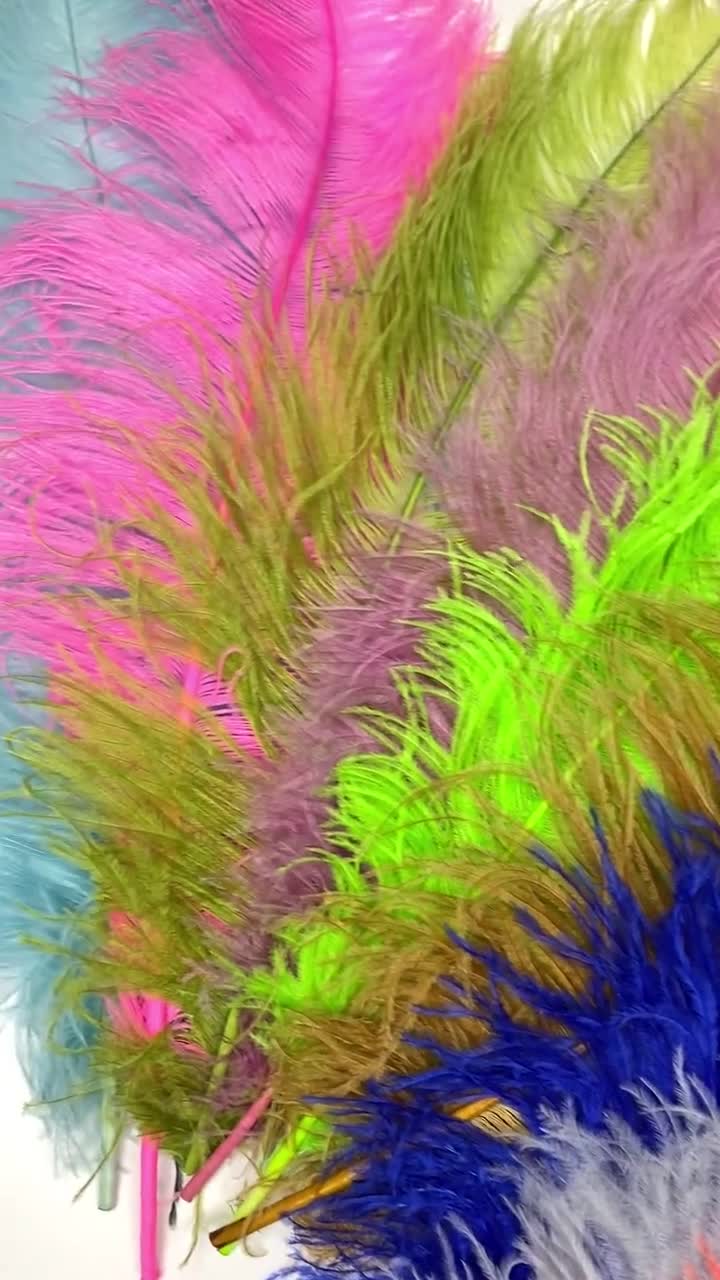 Plumas de avestruz, plumas negras de avestruz Spads & quot , 18-24  Suministros centro de flores, Carnival y traje plumas ZUCKER® -  México