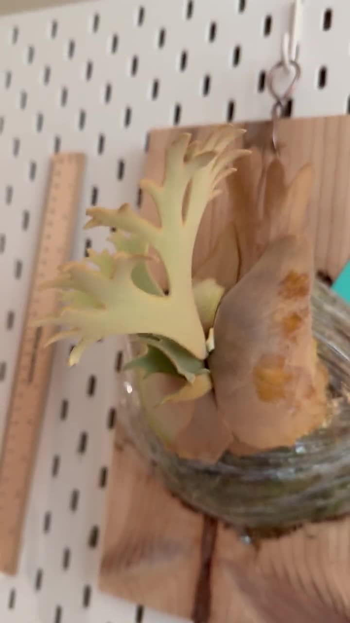 P.wllinckii Jenny #1(the Rarest Breed in the World) - Etsy