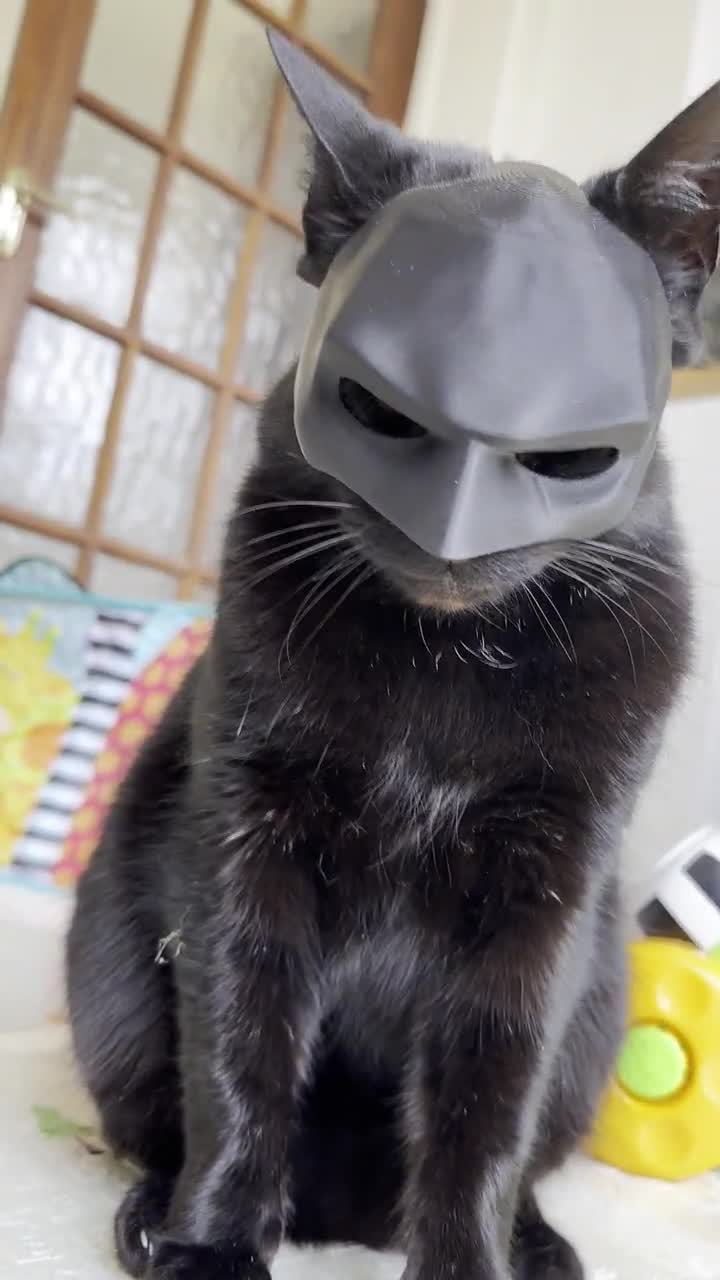 Jouet Chat Festif Masque Chauve-Souris Pour Chat Rakiuty - Déguisement Halloween Hilarant - Accessoire Cosplay Mignon Masque Humour Chat