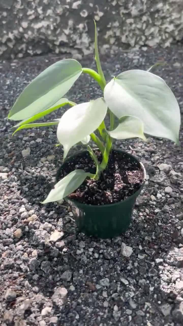 Silver Sword Philodendron | Air Roots w/ Multiple Nodes| Indoor & Outdoor  Live Tropical plant | Easy Care HousePlant Rooted in 4" or 6" Pot