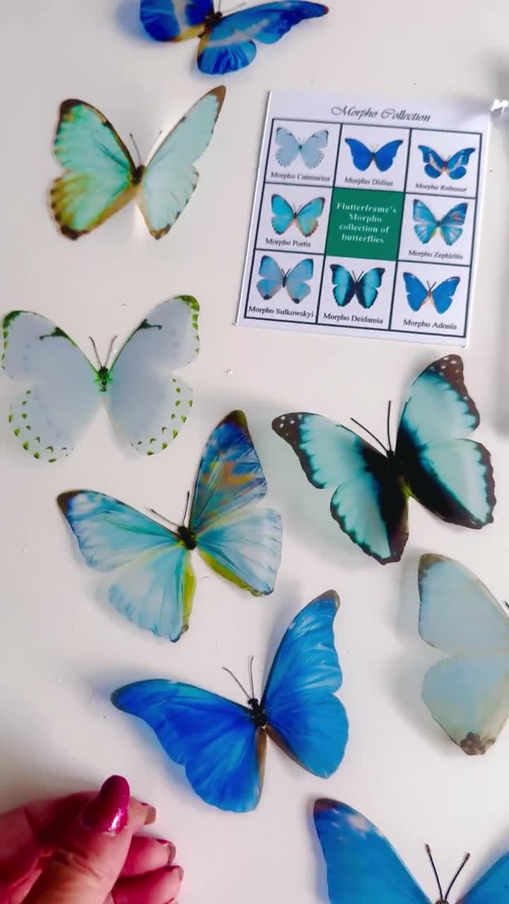 モルフォ3D蝶8匹、蝶好きの方のためのモルフォコレクション、ブルーの