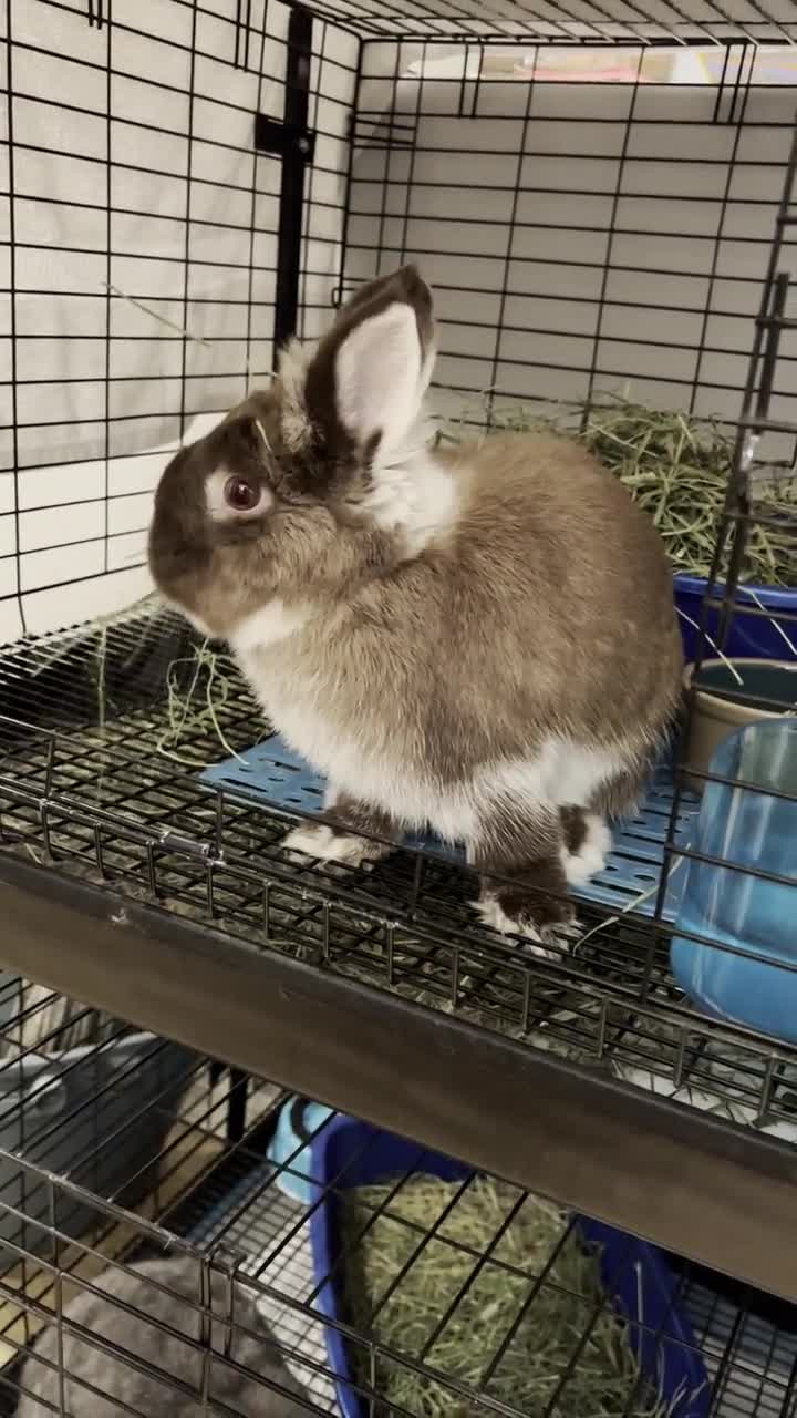 Bunnydoo Whlt aus - Kaninchenmist- Dnger - Hohe Qualitt, Bio - 100%  Beutel