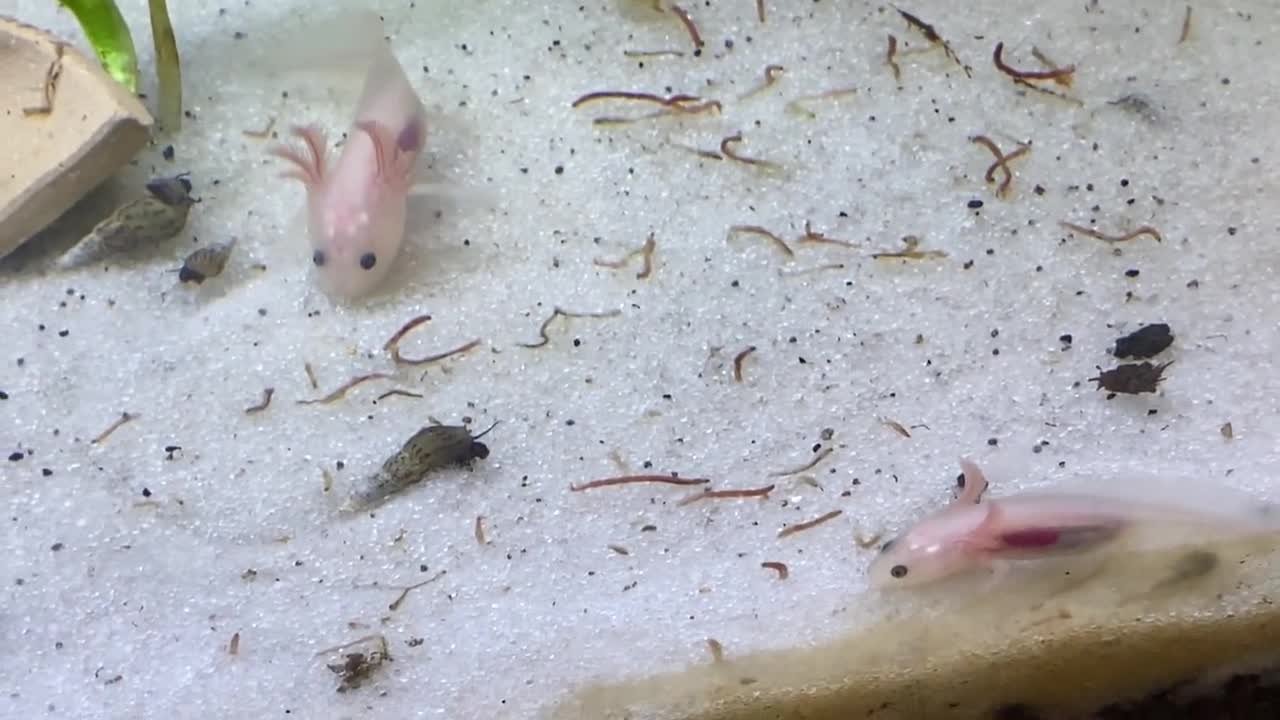 33 Axolotls ideas  axolotl, vermicomposting, vermiculture