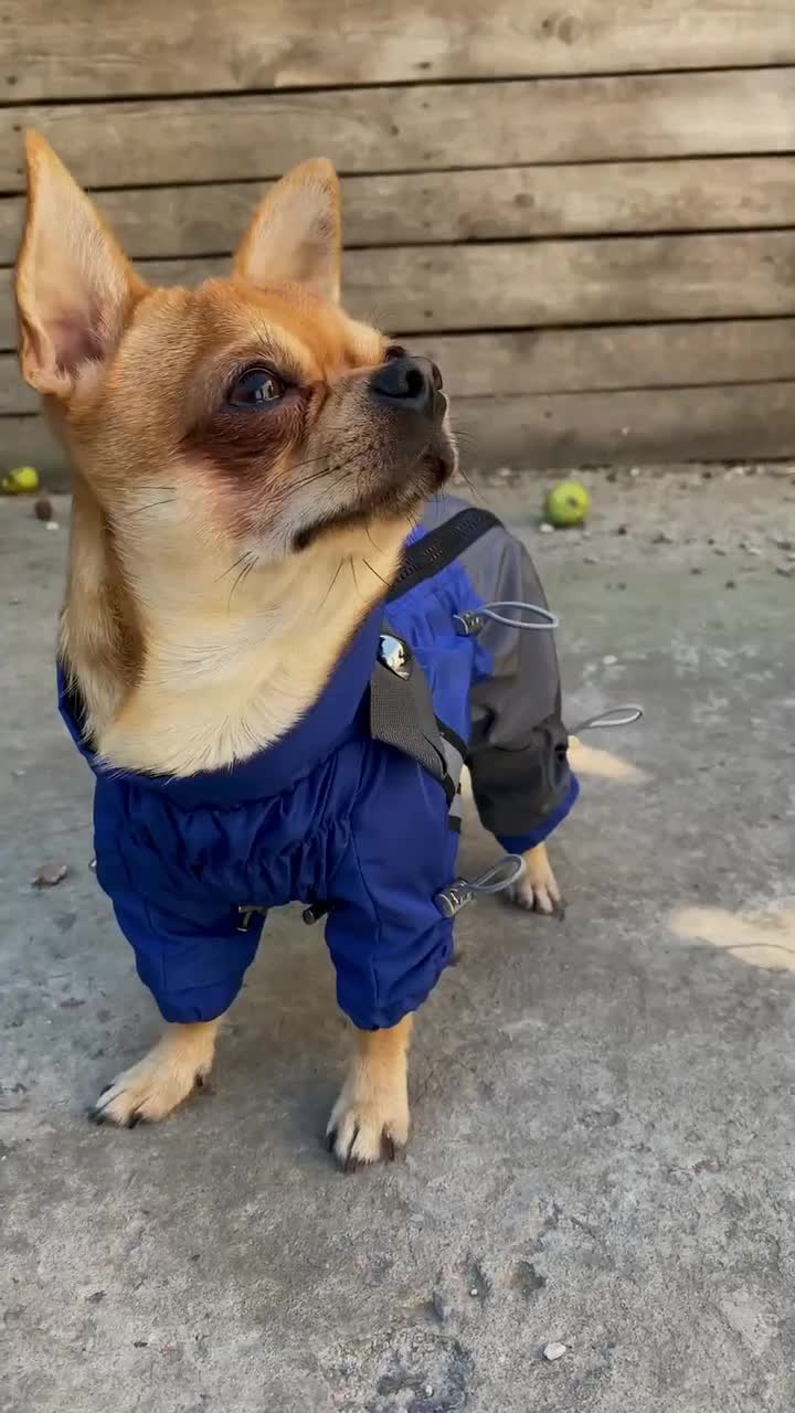 Mono Sirko Rain para perra, chaqueta impermeable, impermeable, ropa para perros pequeños, medianos y grandes video poster
