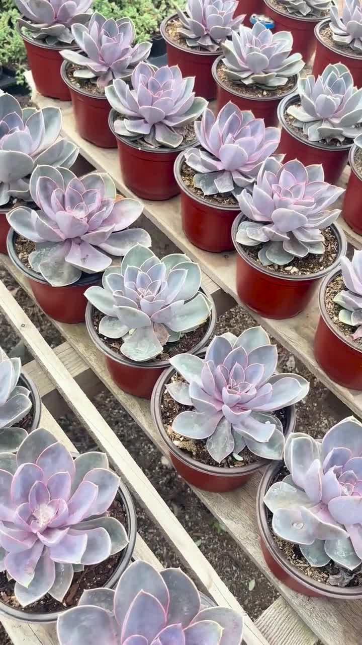 Big Purple PVN Echeveria Succulent - Etsy