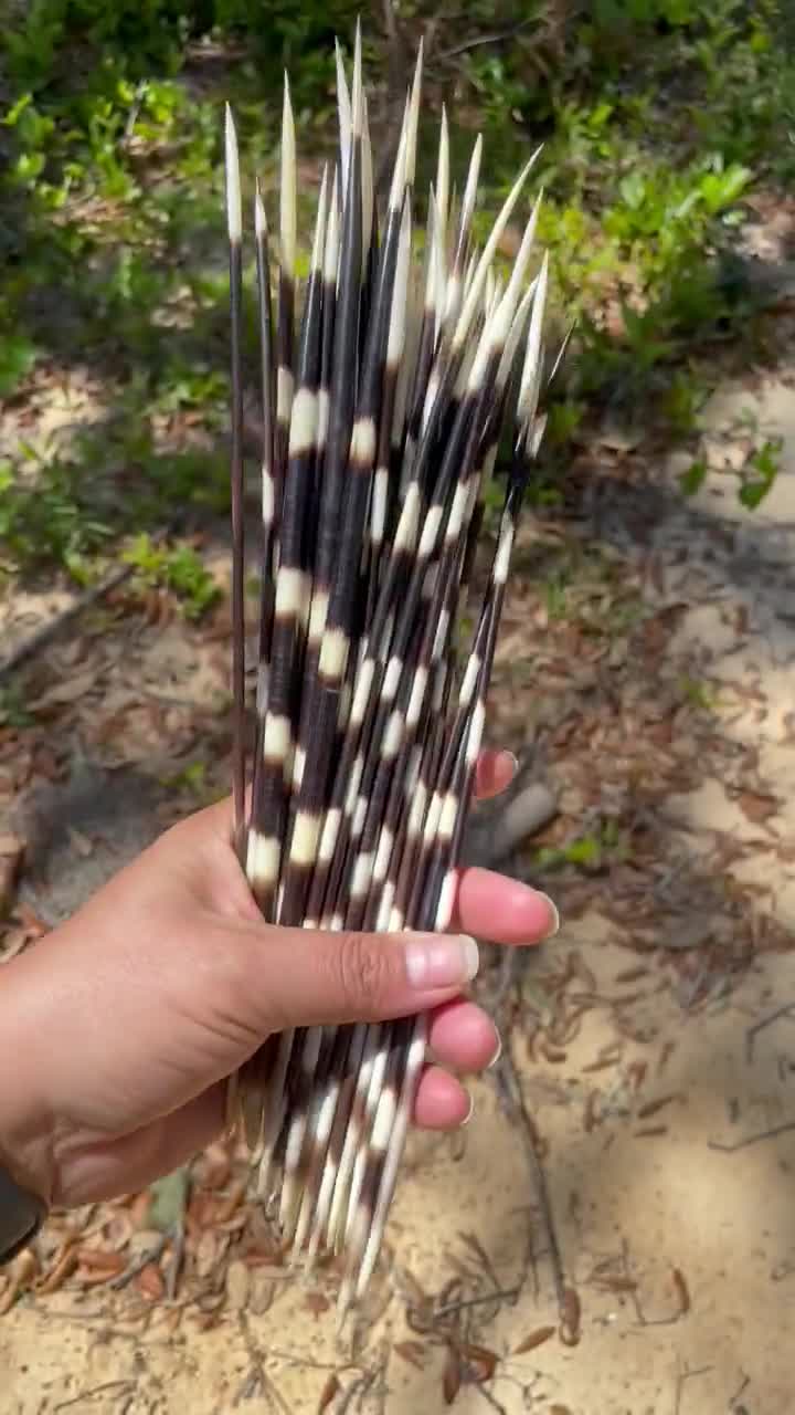 porcupine quill craft