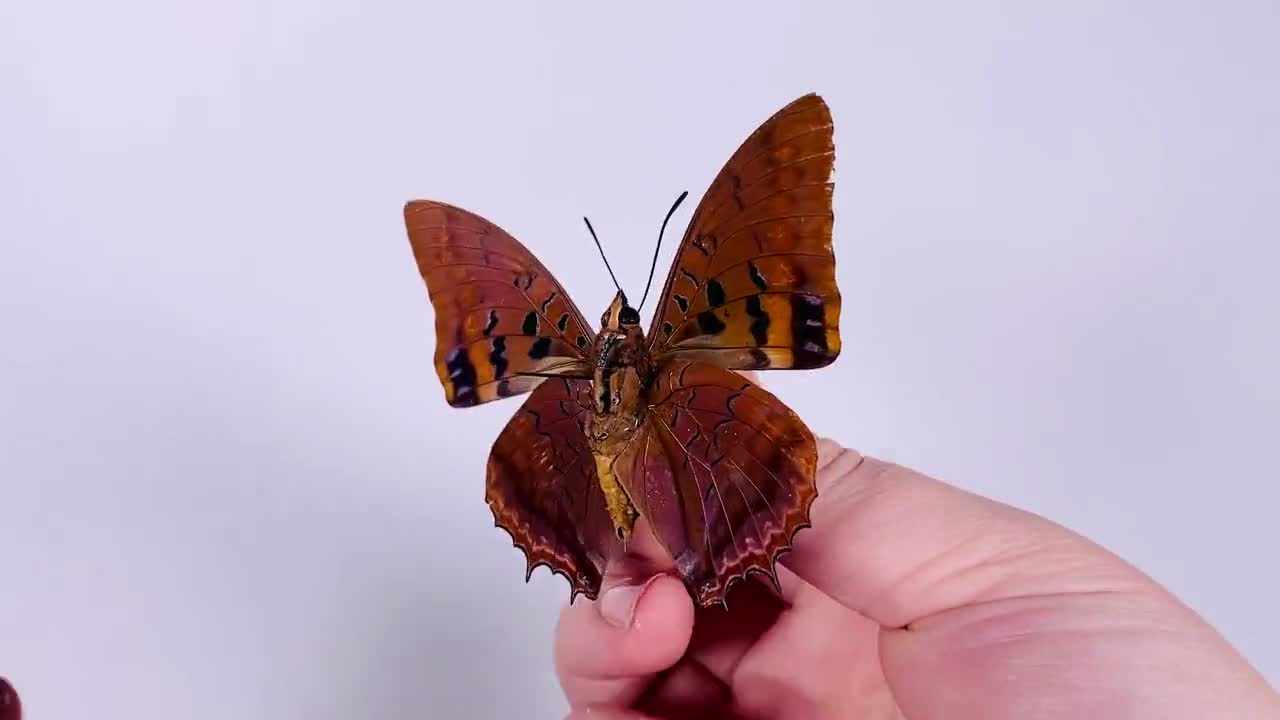 最終価格‼️Butterflies of Afrotropical アフリカ蝶 最終価格‼️Butterflies of Afrotropical アフリカ蝶 アフリカの