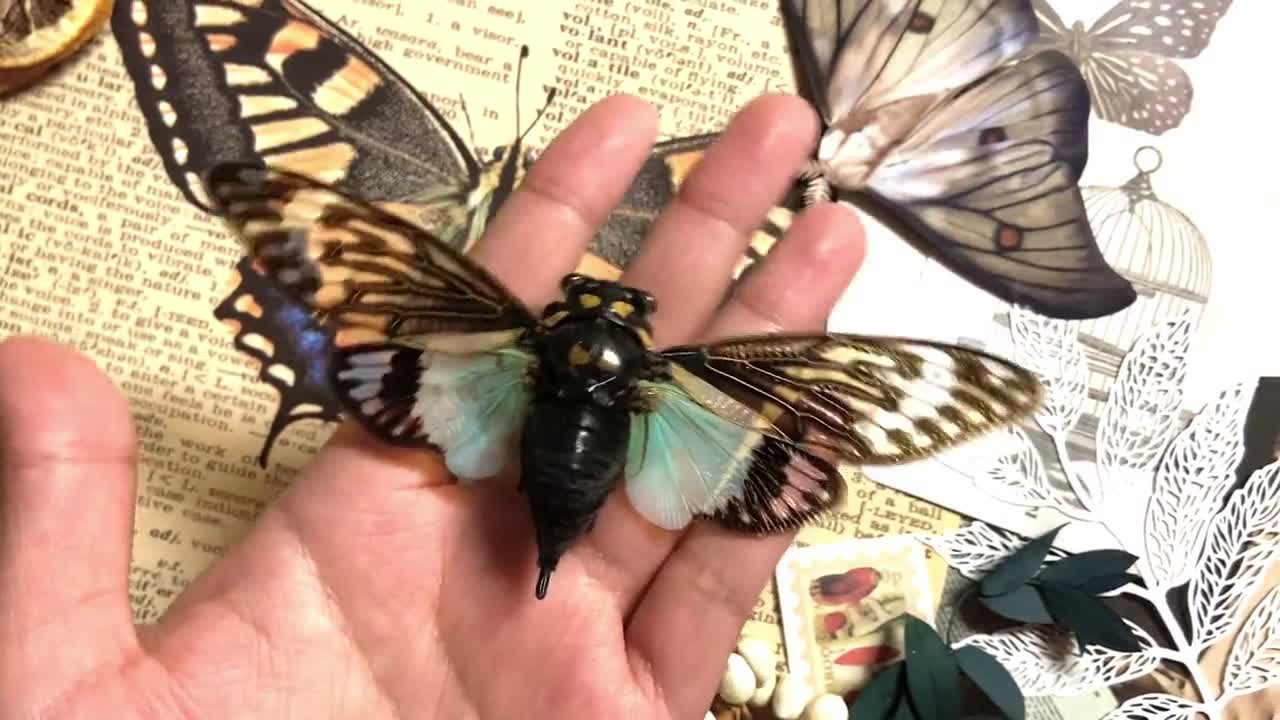 Tosena splendida Spread, Blue cicada , Real Cicada, Entomology