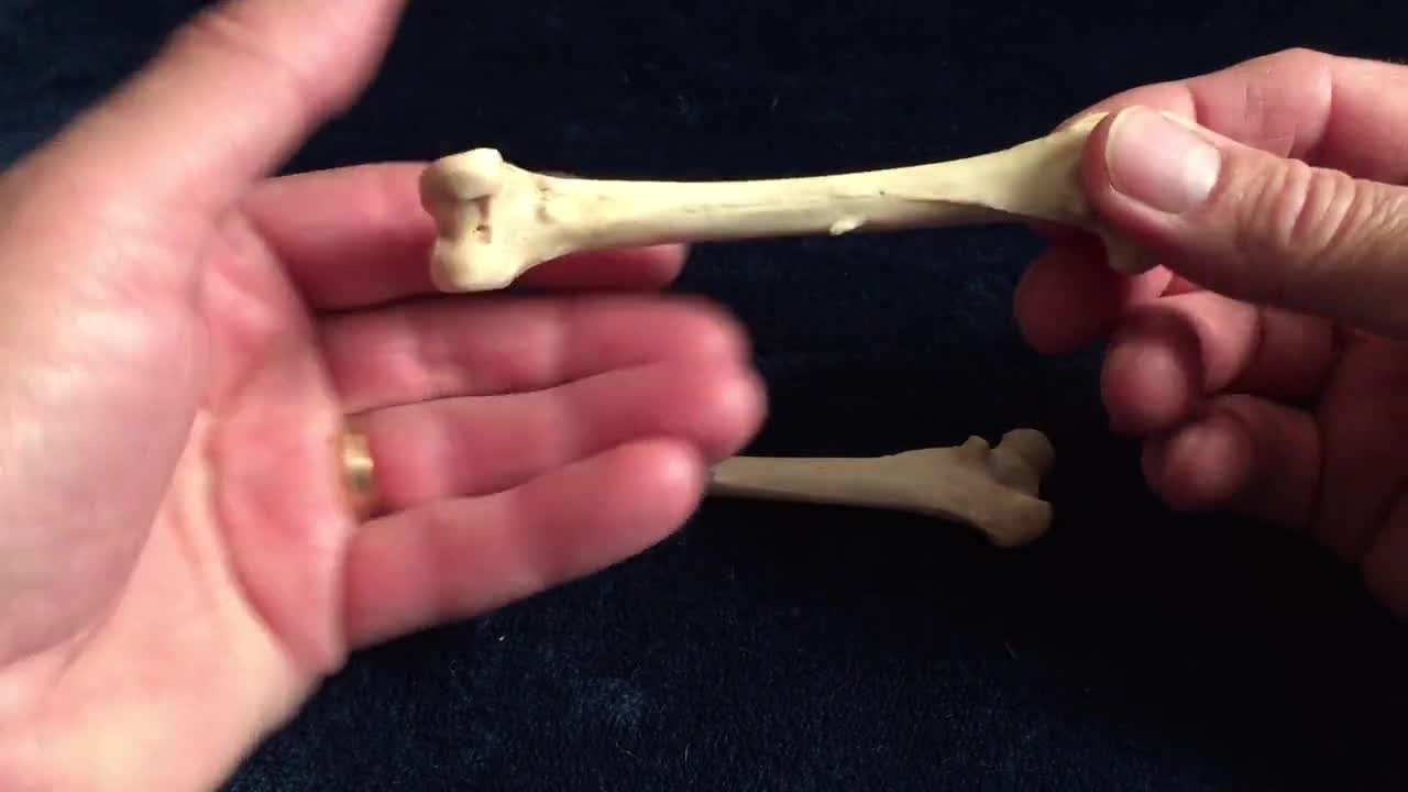 Leg Bones of a Red Fox,vuples Vulpes,carnivore,genuine Bone