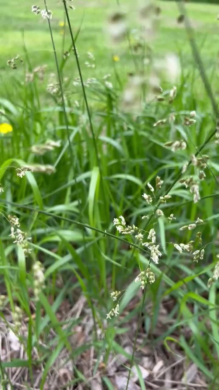 20 Sweetgrass Seeds, Hierochloe odorata, 'Bison grass' -PM