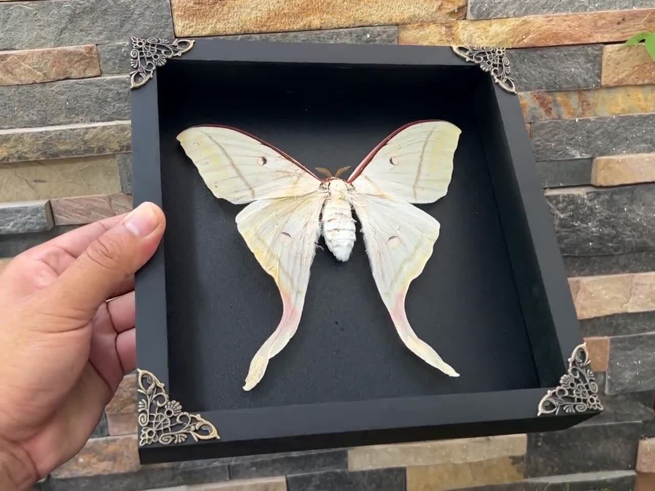 Real Framed Giant Actias Luna Moth Insect Dried Butterfly Oddities Curiosities Home Gothic Wall Decor Shadow Box Taxidermy Taxadermy Artwork video poster